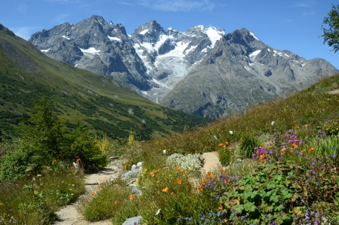 Jardin alpin du col du Lautaret, à 2100 m d'altitude. Hautes-Alpes.