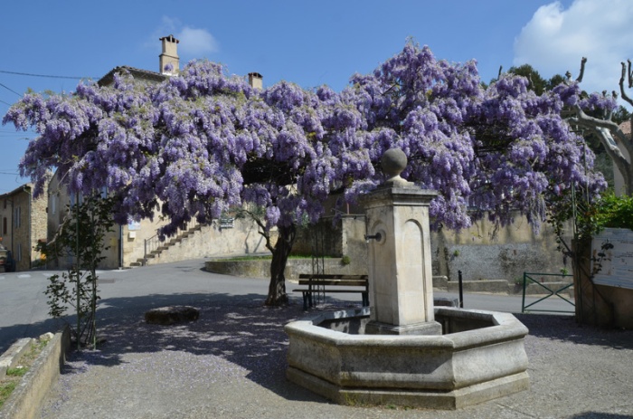 Fontaine socle, avec acrotère boule, ombragée d'une glycine. La Motte-d'Aigues (Vaucluse)