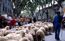 Fête de la transhumance des moutons. Saint-Rémy-de-provence.