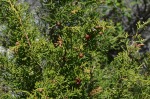 Genévrier de Phénicie ((Juniperus phoenicea L.).