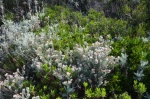Îles de Lérins : l'île Saint-Honorat. Bonjanie (Dorycnium hirsutum) parmi les nerpruns alaternes (Rhamnus alaternus). © Serge Panarotto.