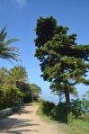 Les îles de Lérins. Île Saint-Honorat. Cyprès et palmiers. © serge panarotto.