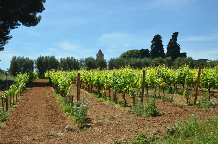 Abbaye Saint-Honorat. Les moines cultivent la vigne et l'olivier. © Serge Panarotto;