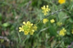 Fleur de moutarde noire (Brassica nigra). Île Saint-Honorat. © Serge Panarotto.