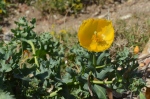 Fleur de Pavot cornu ou glaucienne jaune (Glaucium flavum.). Île Saint-Honorat. © Serge Panarotto.